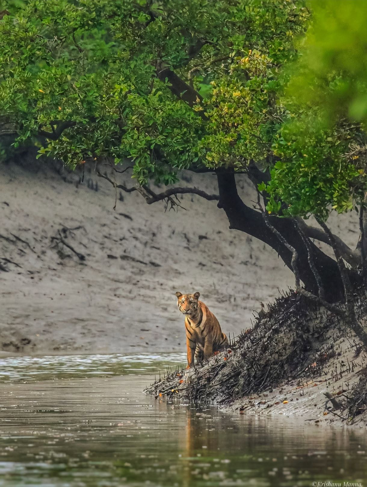 Sundarban Package Tour