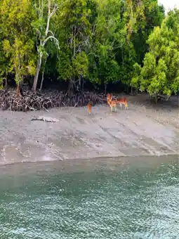 Sundarban deer