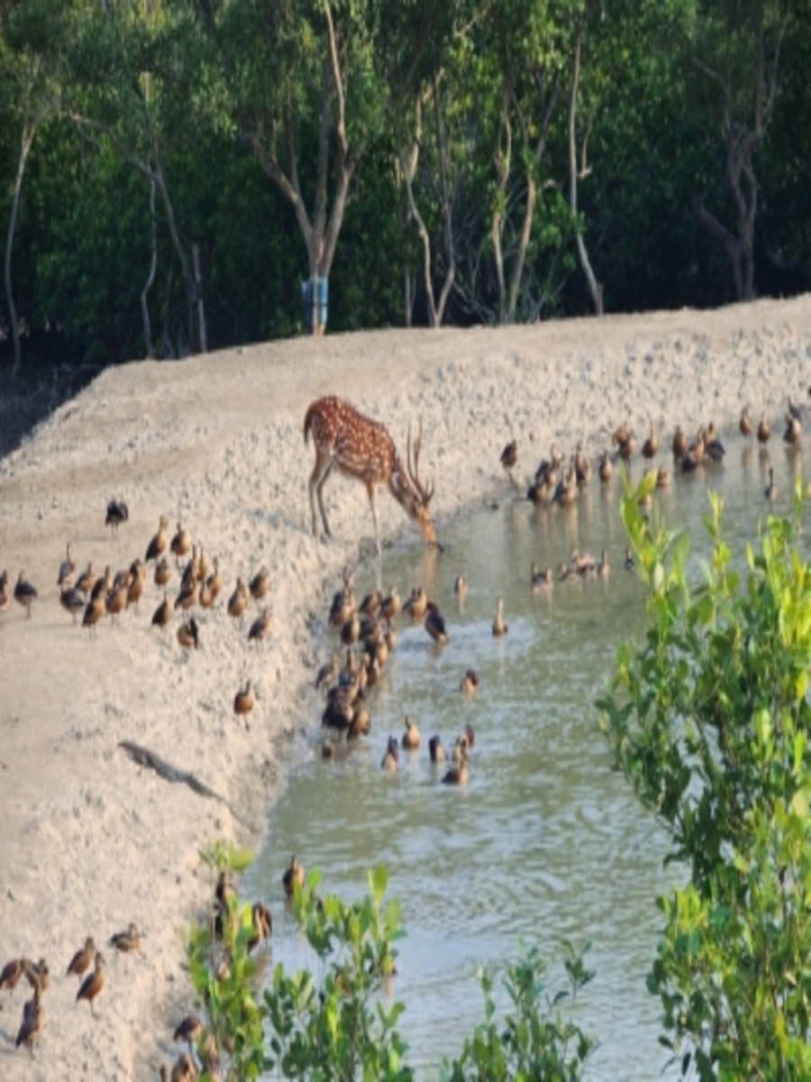 Sundarban Rever side