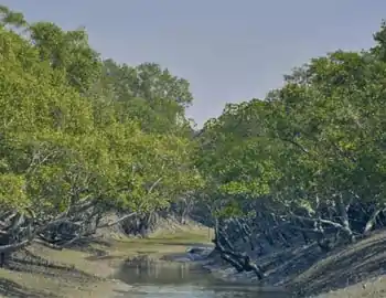 Sundarban tour Package
