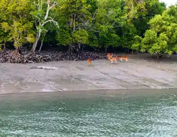 Sundarban tour Package